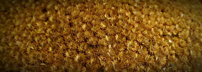 Full frame shot of yellow crops