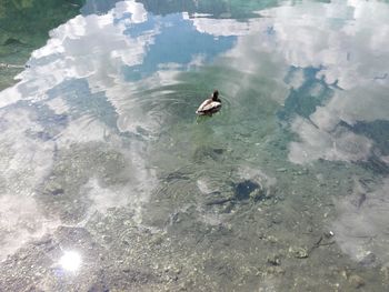 High angle view of ducks swimming on lake