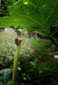 Close-up of insect on plant