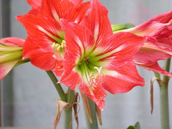 Close-up of red flower