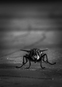 Close-up of spider on floor