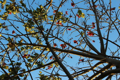 Low angle view of tree against blue sky