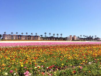 Flowers blooming on field against clear blue sky