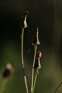 Close-up of insect on web