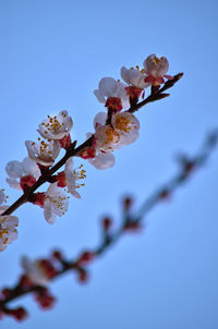 Low angle view of white flowers blooming in park