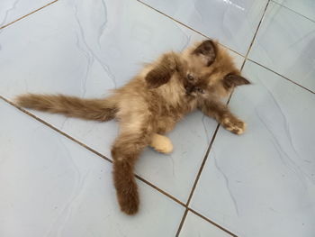 High angle view of cat lying on floor