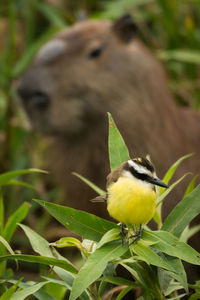 Close-up of bird perching on plant