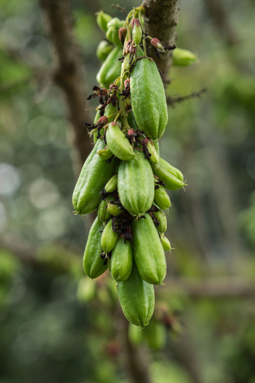 CLOSE-UP OF FRUITS ON TREE