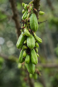 Close-up of fruit growing on tree