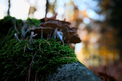Close-up of moss on rock