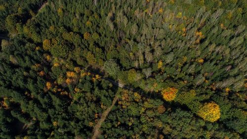 High angle view of moss growing on land