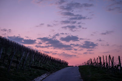 Vineyard with magenta clouds in the sky in dawn
