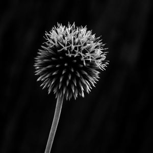 Close-up of wilted dandelion flower