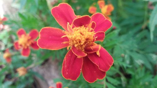 Close-up of flower blooming outdoors