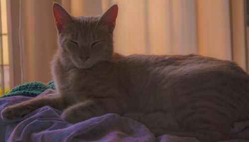 Close-up of cat sleeping on bed at home