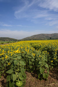 Scenic view of yellow flowers growing on field against sky