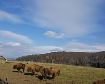 Cows grazing on field against sky