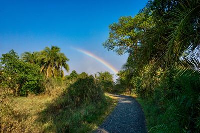 Road amidst trees against rainbow in sky