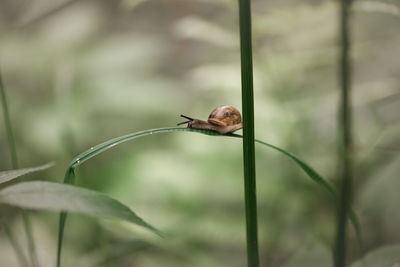 Close-up of snail on plant