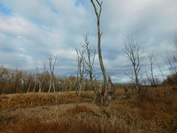 Scenic view of field against cloudy sky