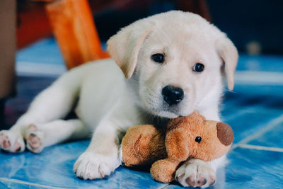 Close-up portrait of a dog