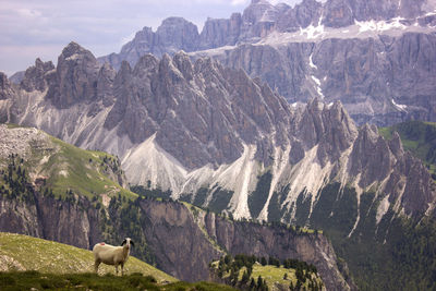 View of sheep on rocky dolomites mountain with a sheep