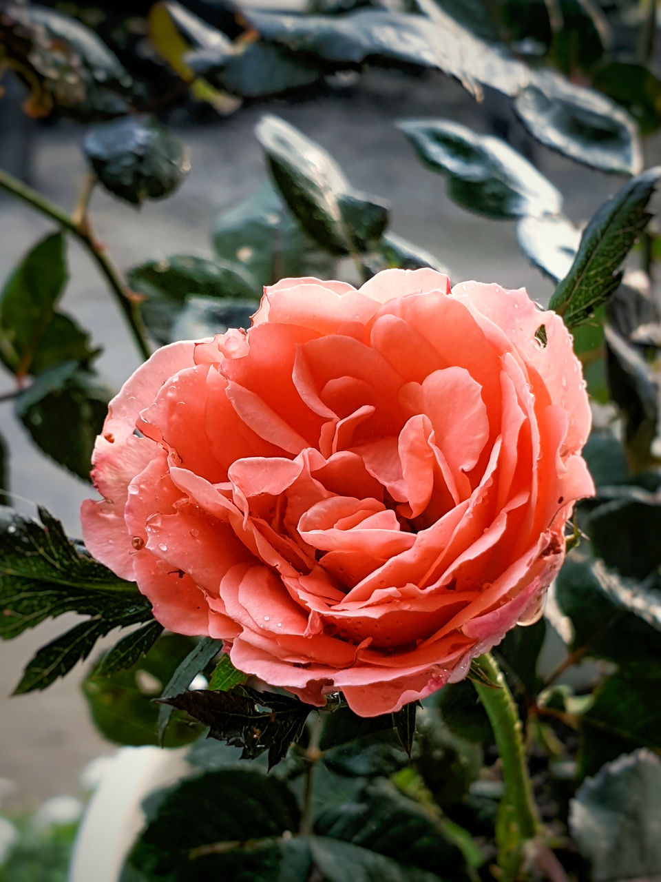 CLOSE-UP OF RED ROSE IN BLOOM