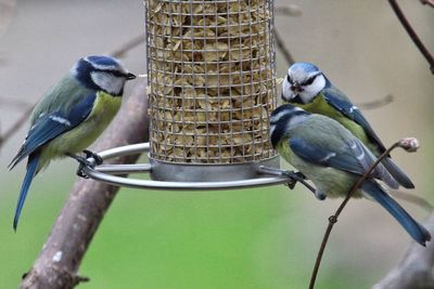 Close-up of bluetits perching on feeder