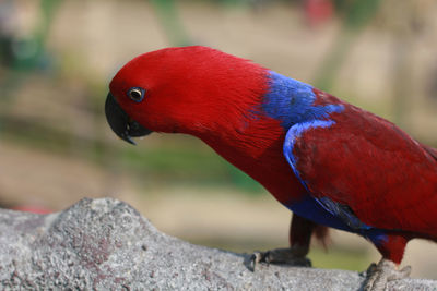 Close-up of parrot