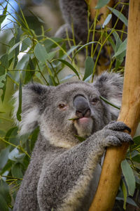 Close-up portrait of a squirrel
