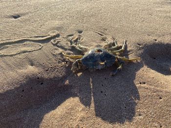 High angle view of crab on sand