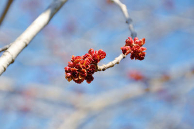 Close-up of red maple blooming against sky