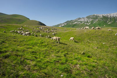 Group of sheep grazing in the emperor field of abruzzo