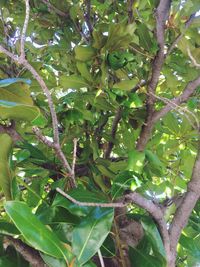 Low angle view of leaves on tree