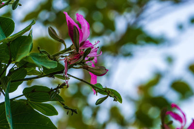 Close-up of pink flowering plant