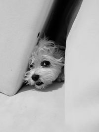 High angle view of dog relaxing at home