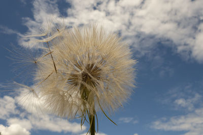 Close-up of dandelion against sky