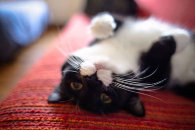 Close-up of cat lying upside down on cushion