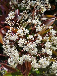 Close-up of flowers