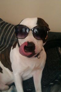 Portrait of dog wearing sunglasses at home