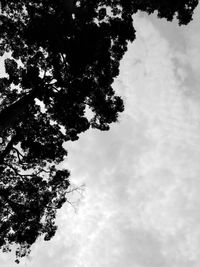 Low angle view of tree against sky