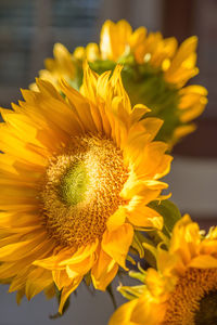 Close-up of yellow flowers