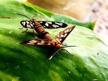 Close-up of insect on leaf