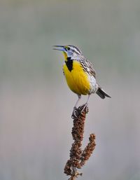 Close-up of a meadowlark perching on twig