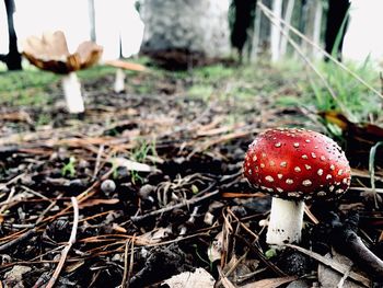 Close-up of fly agaric mushroom on field