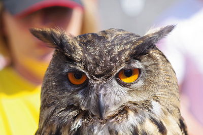 Close-up portrait of owl