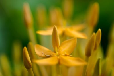 Close-up of flowers blooming outdoors