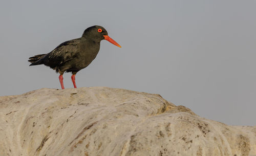 African black oystercatchers on a rock at shark island close to lüderitz, a coastal town in namibia