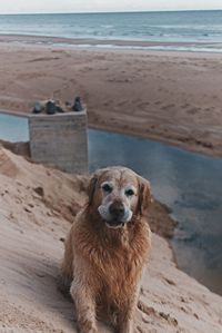 Close-up of dog on beach