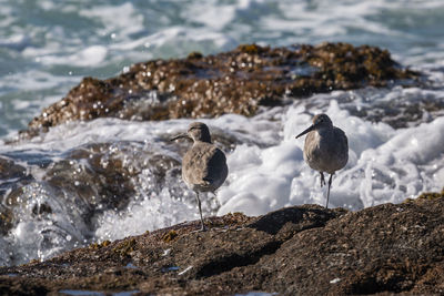 Bird in water